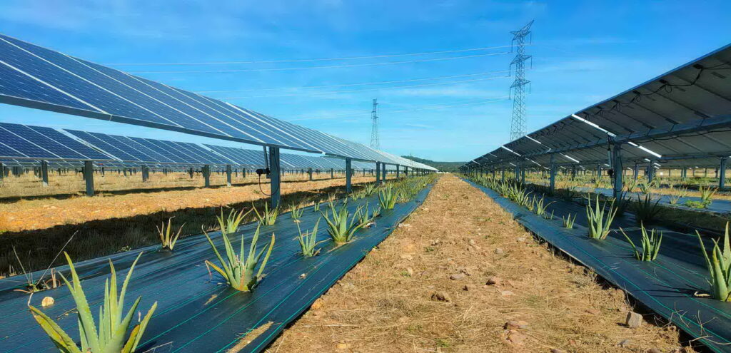 Agrivoltaico, 686 progetti su 897 al Mase sono in FORTE ritardo. Italia Solare: la fine del superbonus causa un -20% di potenza connessa nel residenziale