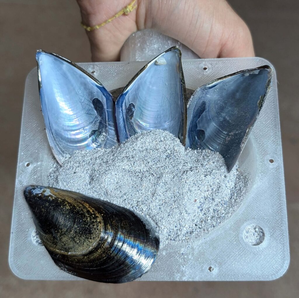 Carbonato di calcio da cozze e vongole, il progetto